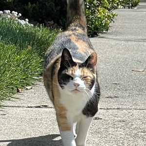 Meet your Posher, Ashkey